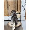 Image 3 : Backpacking Squirrel Full Body Taxidermy Mount