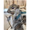 Image 5 : Backpacking Squirrel Full Body Taxidermy Mount