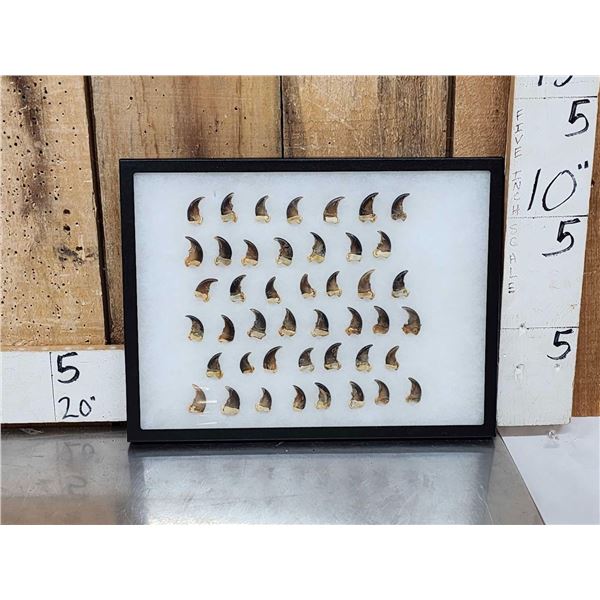 44 Black Bear Claws Taxidermy