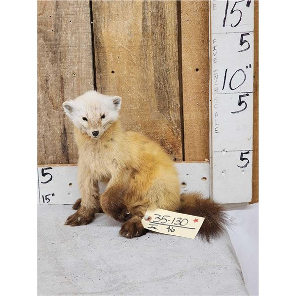 Marten Full Body Taxidermy Mount