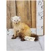 Image 1 : Marten Full Body Taxidermy Mount