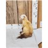Image 2 : Marten Full Body Taxidermy Mount