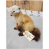 Image 3 : Marten Full Body Taxidermy Mount