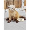 Image 4 : Marten Full Body Taxidermy Mount