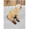 Image 5 : Marten Full Body Taxidermy Mount