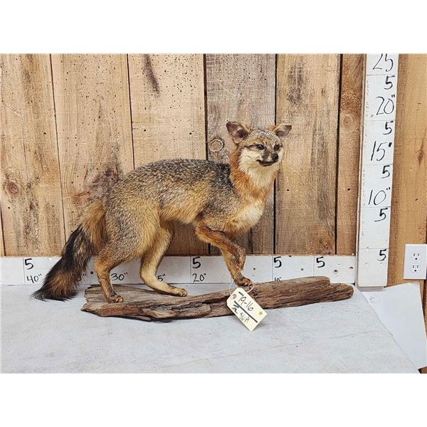 Grey Fox Full Body Taxidermy Mount