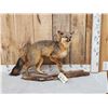 Image 1 : Grey Fox Full Body Taxidermy Mount