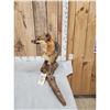 Image 2 : Grey Fox Full Body Taxidermy Mount