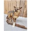 Image 3 : Grey Fox Full Body Taxidermy Mount