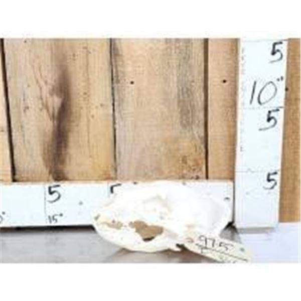 Black Bear Skull With Pathology ( healed broken jaw )