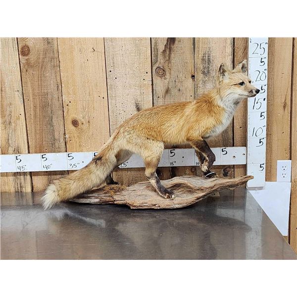 Red Fox Full Body Taxidermy Mount