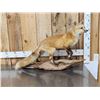 Image 1 : Red Fox Full Body Taxidermy Mount