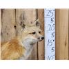 Image 2 : Red Fox Full Body Taxidermy Mount