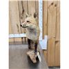 Image 3 : Red Fox Full Body Taxidermy Mount