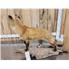 Image 4 : Red Fox Full Body Taxidermy Mount