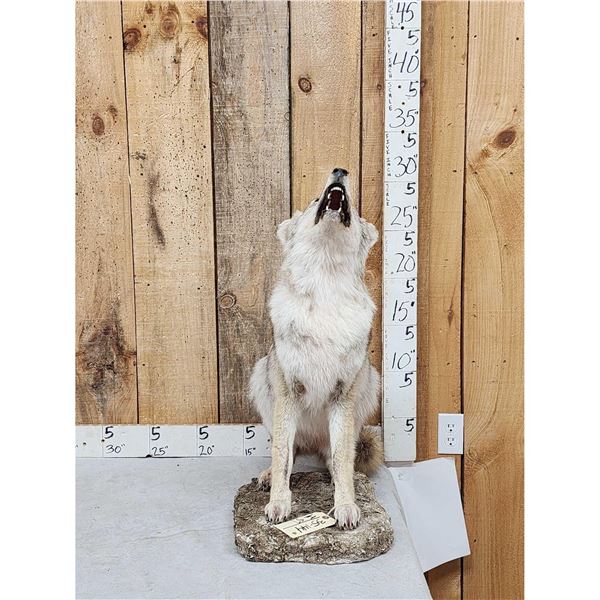 Howling Coyote Full Body Taxidermy Mount