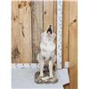 Image 1 : Howling Coyote Full Body Taxidermy Mount