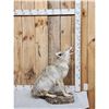 Image 2 : Howling Coyote Full Body Taxidermy Mount