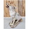 Image 3 : Howling Coyote Full Body Taxidermy Mount