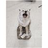 Image 4 : Howling Coyote Full Body Taxidermy Mount
