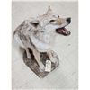 Image 5 : Howling Coyote Full Body Taxidermy Mount