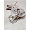 Image 6 : Howling Coyote Full Body Taxidermy Mount