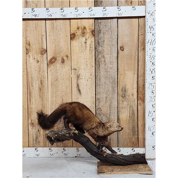 North American Fisher Full Body Taxidermy Mount