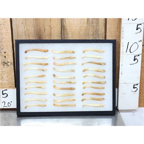 30 Otter Baculums Taxidermy