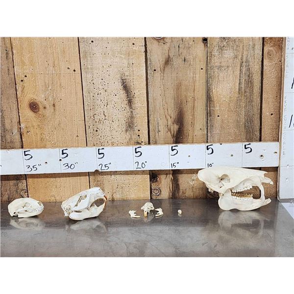 Small Animal Skulls Lot Taxidermy