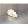 Image 3 : Small Animal Skulls Lot Taxidermy