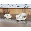 Image 5 : Small Animal Skulls Lot Taxidermy