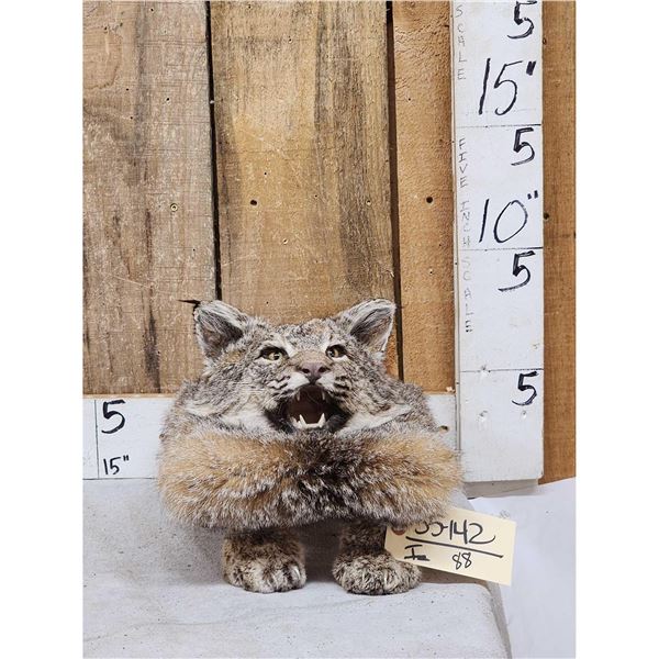 Bobcat Table Top Pedestal Taxidermy Mount