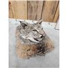 Image 4 : Bobcat Table Top Pedestal Taxidermy Mount