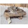 Image 5 : Bobcat Table Top Pedestal Taxidermy Mount