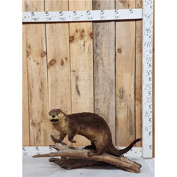 Otter Full Body Taxidermy Mount