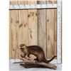 Image 1 : Otter Full Body Taxidermy Mount