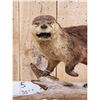 Image 2 : Otter Full Body Taxidermy Mount