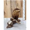 Image 3 : Otter Full Body Taxidermy Mount