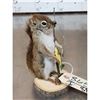 Image 3 : Fishing Squirrel Taxidermy Mount