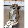 Image 4 : Fishing Squirrel Taxidermy Mount