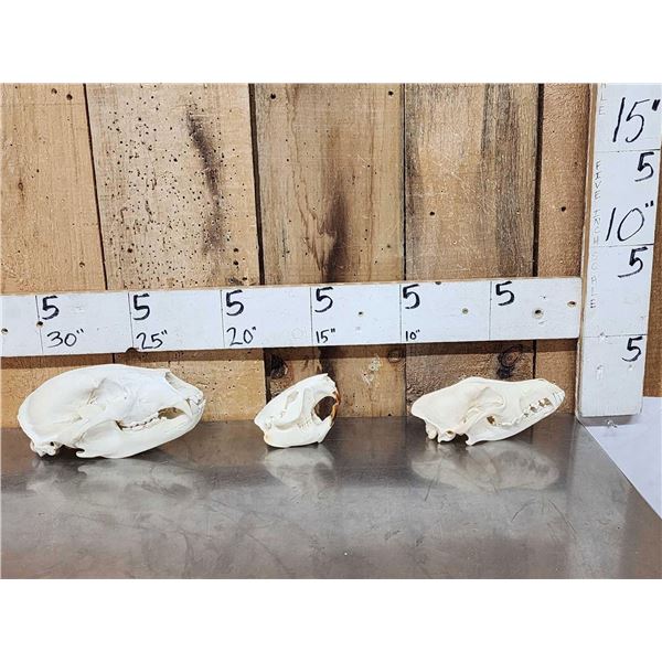 Animal Skulls Lot Taxidermy