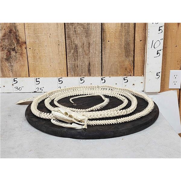Authentic Articulated Python Skelton Taxidermy