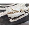 Image 4 : Authentic Articulated Python Skelton Taxidermy