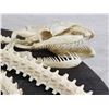Image 8 : Authentic Articulated Python Skelton Taxidermy
