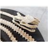 Image 9 : Authentic Articulated Python Skelton Taxidermy