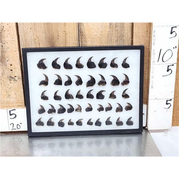 44 Black Bear Claws Taxidermy