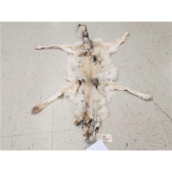 Canadian Wolf Soft Tanned Fur Taxidermy