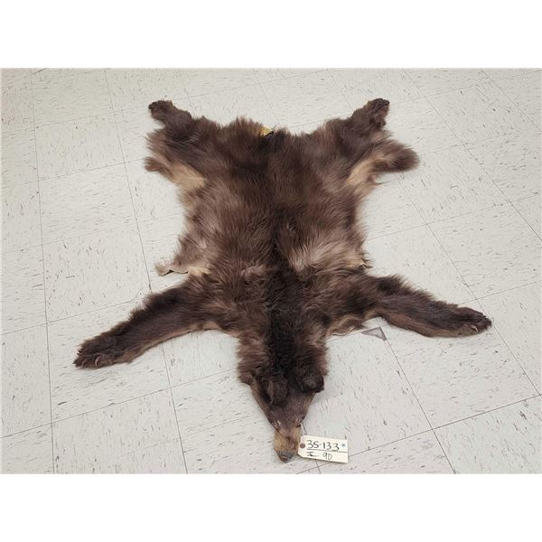 Chocolate Phase Black Bear Soft Tanned Fur Taxidermy