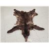 Image 1 : Chocolate Phase Black Bear Soft Tanned Fur Taxidermy