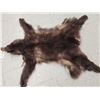 Image 2 : Chocolate Phase Black Bear Soft Tanned Fur Taxidermy